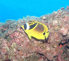 Chaetodon lunula
