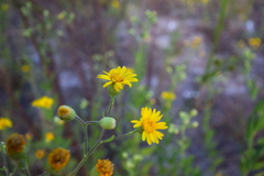 Heterotheca subaxillaris