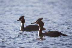Podiceps cristatus australis