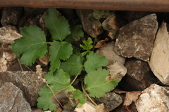 Pastinaca sativa sylvestris