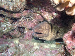 Gymnothorax flavimarginatus