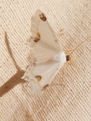 Sericoptera mahometaria