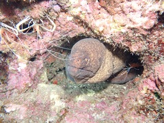 Gymnothorax flavimarginatus