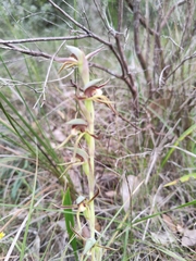 Lyperanthus serratus