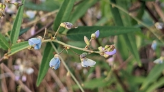 Desmodium paniculatum