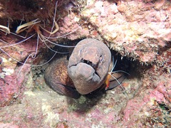 Gymnothorax flavimarginatus