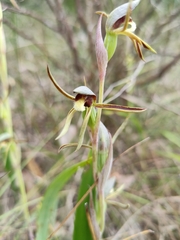 Lyperanthus serratus