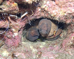 Gymnothorax flavimarginatus