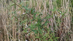 Desmodium paniculatum