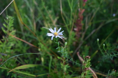 Symphyotrichum dumosum