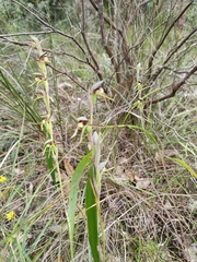 Lyperanthus serratus