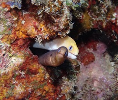 Gymnothorax melatremus