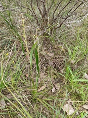 Lyperanthus serratus