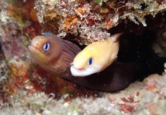 Gymnothorax melatremus