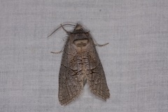 Culama suffusca