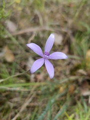 Cyanicula sericea