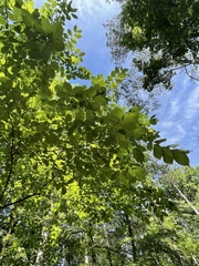Ulmus rubra