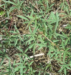 Ipomoea heptaphylla