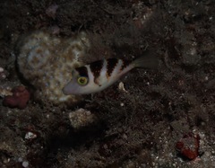 Canthigaster coronata
