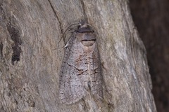 Culama suffusca
