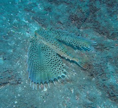Dactyloptena orientalis