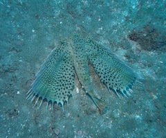 Dactyloptena orientalis
