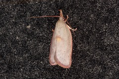 Enchocrates glaucopis