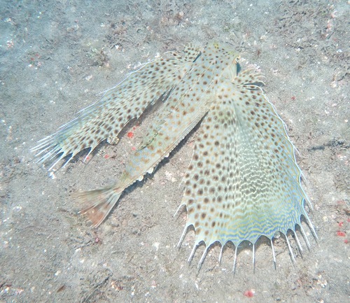 Dactyloptena orientalis observed 2022-09-25