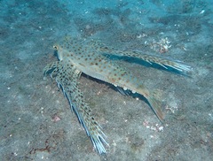 Dactyloptena orientalis