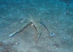 Dactyloptena orientalis