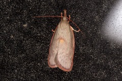 Enchocrates glaucopis