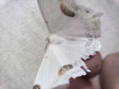 Sericoptera mahometaria