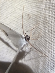 Sericoptera mahometaria