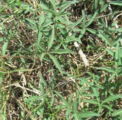 Ipomoea heptaphylla