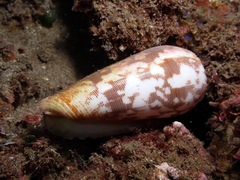 Conus striatus