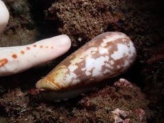 Conus striatus