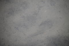 Neogobius melanostomus