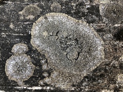 Phaeophyscia sciastra