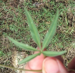 Ipomoea heptaphylla