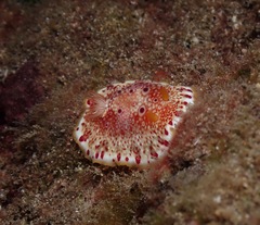 Goniobranchus