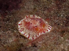Goniobranchus