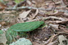 Opuntia cespitosa
