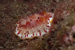Goniobranchus