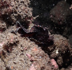 Taenianotus triacanthus