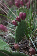 Opuntia cespitosa
