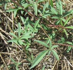 Ipomoea heptaphylla