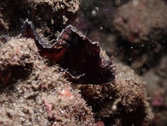 Taenianotus triacanthus