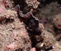 Taenianotus triacanthus