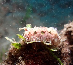 Dendrodoris krusensternii