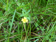 Potentilla
